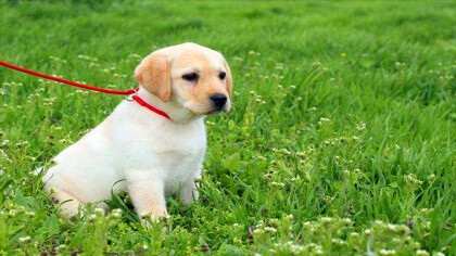 幼犬多大可以不遛狗(图1)