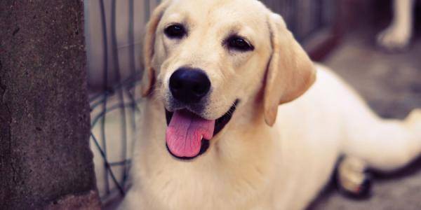 拉布拉多好不好养？这些内容相当你清楚它们了(图3)