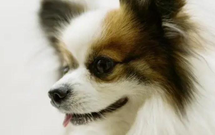 关於宠物用益生菌的问题！(图1)