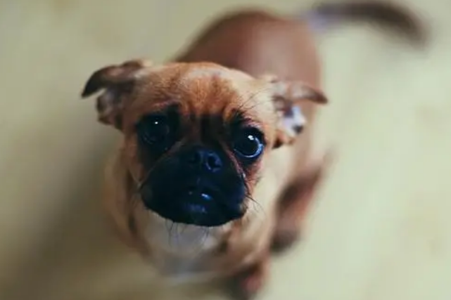 关於宠物用益生菌的问题！(图2)