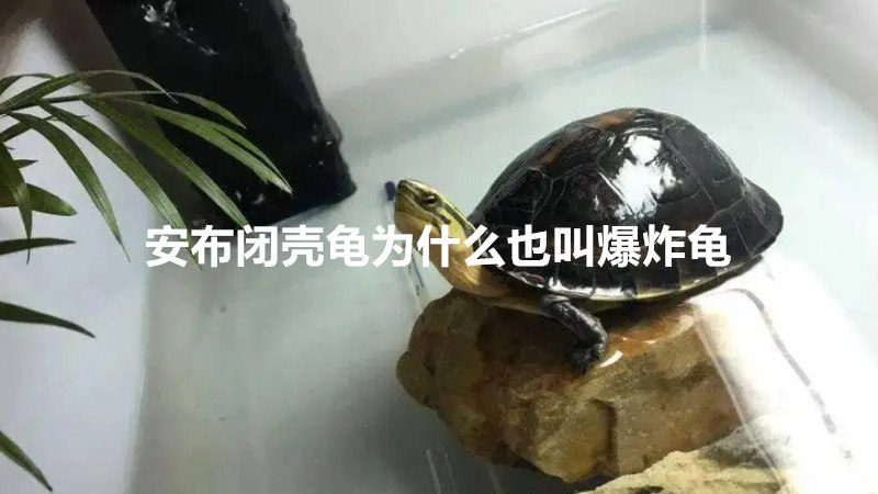 安布闭壳龟我想知道为什么也叫爆炸龟(图1)