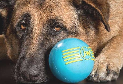 为么说狗狗是红绿色盲 眼里没法莫兰迪色系？它的全球也有色彩(图1)