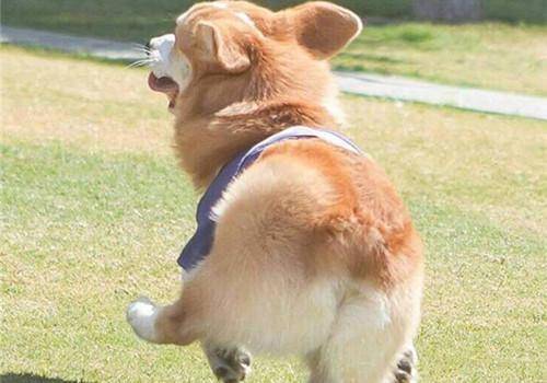 为什么养柯基的人少？这几个原因足慰平生让你彻底放弃(图2)