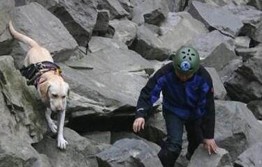 狗狗一直照顾新生奶猫 紧张到发僵 等他被小爪子搂住了舌头！(图1)