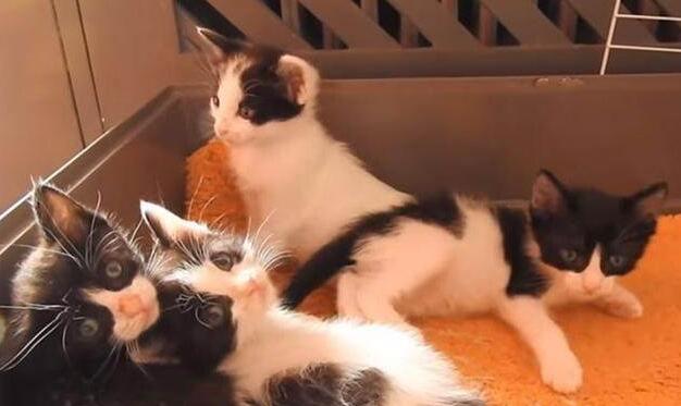 狗狗一直照顾新生奶猫 紧张到发僵 等他被小爪子搂住了舌头！(图7)