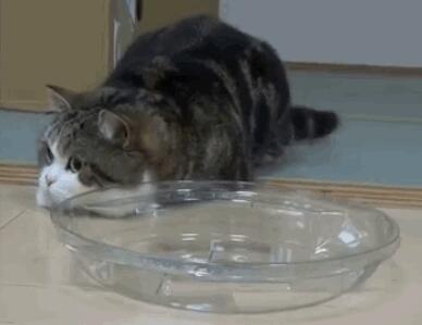 狗狗一直照顾新生奶猫 紧张到发僵 等他被小爪子搂住了舌头！(图2)