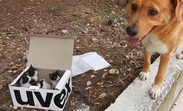 狗狗一直照顾新生奶猫 紧张到发僵 等他被小爪子搂住了舌头！(图5)
