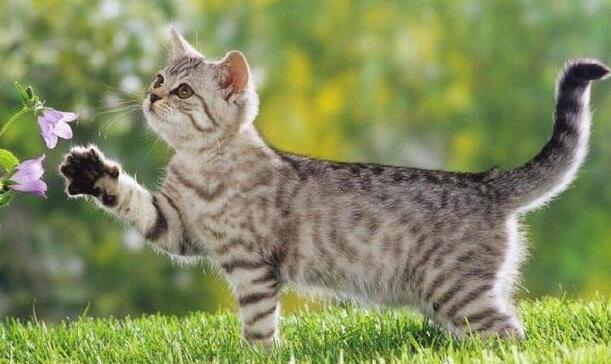 狗狗一直照顾新生奶猫 紧张到发僵 等他被小爪子搂住了舌头！(图8)