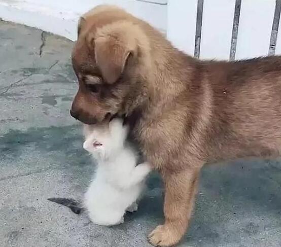 狗狗一直照顾新生奶猫 紧张到发僵 等他被小爪子搂住了舌头！(图10)