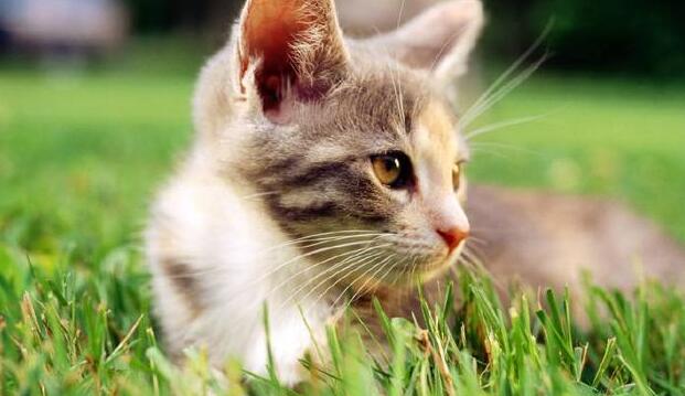 狗狗一直照顾新生奶猫 紧张到发僵 等他被小爪子搂住了舌头！(图11)