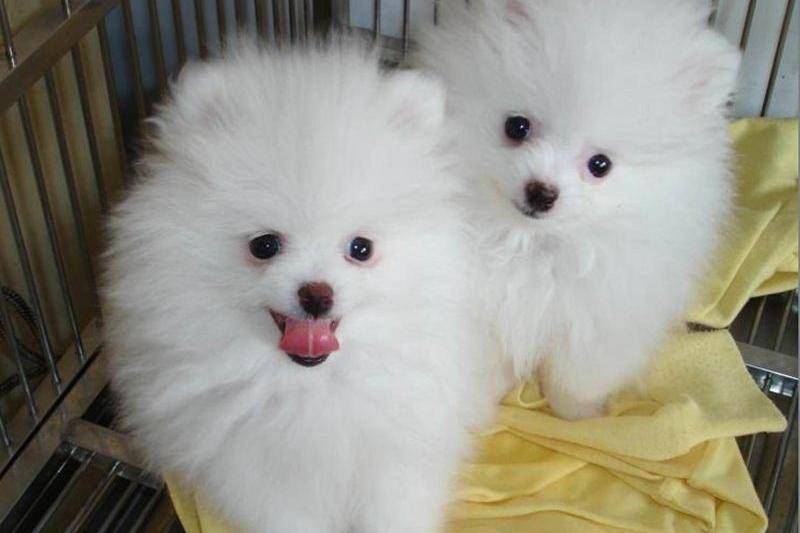 萨摩耶犬好养吗？看下这些自然就知道了(图1)