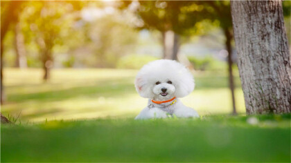 比熊嘴巴毛发黄如何洗(图1)