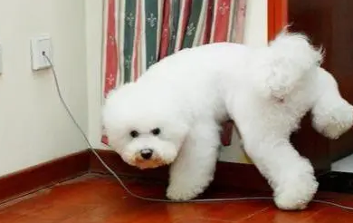 狗狗“突然叛变”的几个信号 一但会出现 主人要警惕了(图2)