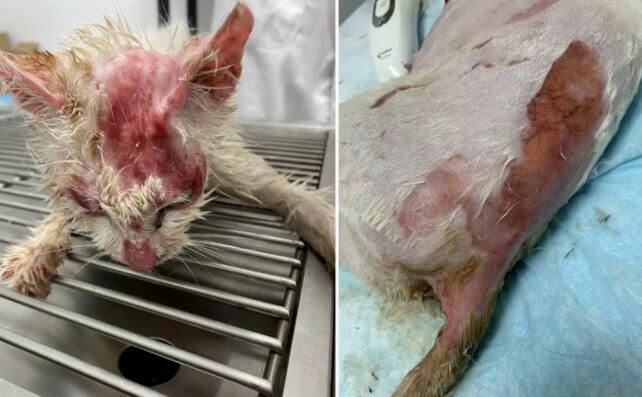 开水烫死没怀孕的猫：虐待动物的人会虐待人人吗？(图1)
