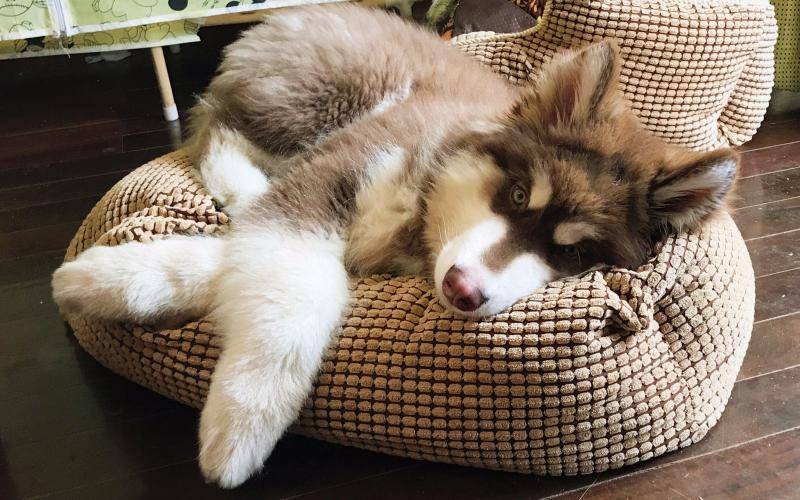 养阿拉斯加犬注意事项 最关键的应该是这几点(图3)