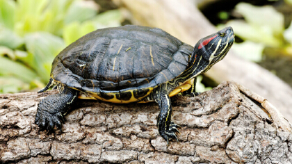 海龟什么好时候上岸产卵繁殖(图1)