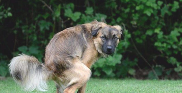 为么狗狗排大便前十分喜欢打转？原因有六个 养宠物很多年的你不当然清楚(图1)