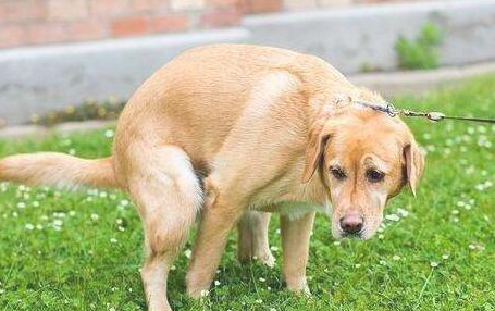 为么狗狗排大便前十分喜欢打转？原因有六个 养宠物很多年的你不当然清楚(图2)