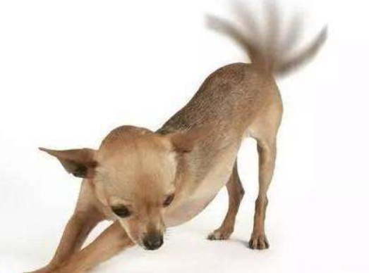 狗狗摇摇尾巴是有什么意思 这里面是有一点学问的(图2)