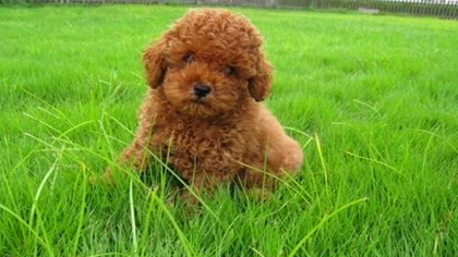 泰迪狗怀孕了什么呢表现(图1)