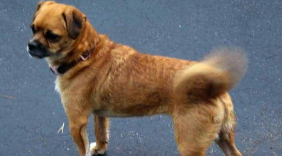 狗狗喵喵叫是什么意思 这里面是有一点学问的(图1)