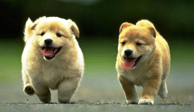 狗狗喵喵叫是什么意思 这里面是有一点学问的(图3)