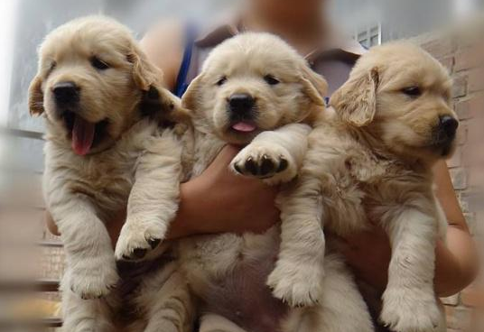 你适合养狗吗？你若果很难你做到这五件事情得话 你也就无须养猫(图1)