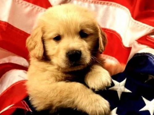 你适合养狗吗？你若果很难你做到这五件事情得话 你也就无须养猫(图2)