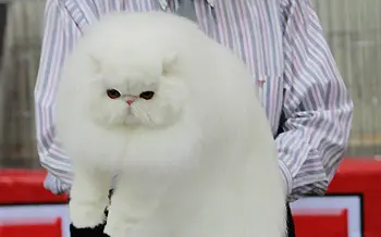猫咪染成红色熊猫|小猫美容变熊猫宠物美容成时尚(图1)