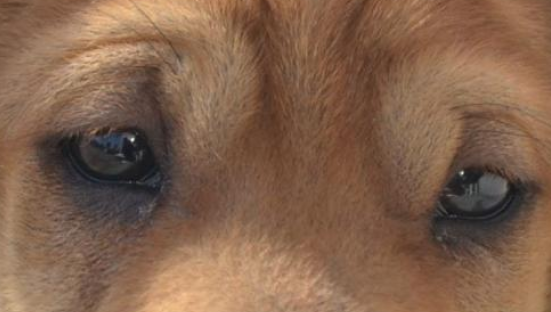 狗狗有眼屎是什么原因 这里说几个最常见的一种的(图1)