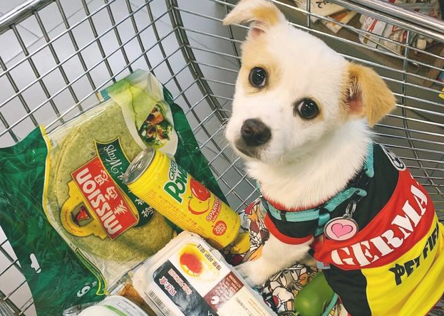 养狗旅游必备的10种“用品” 许多宠主都没买齐 你少买来哪样？(图1)