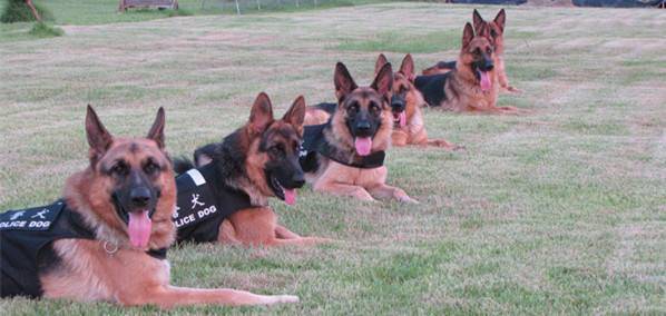 咋训练德牧？这个方法成效快(图1)