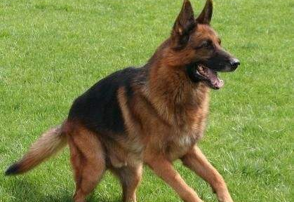 咋训练德牧？这个方法成效快(图2)