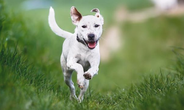 有关狗狗尾巴的六个密秘 你讲解出来吗？(图1)