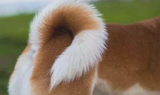 有关狗狗尾巴的六个密秘 你讲解出来吗？(图2)