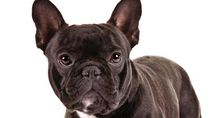 法国斗牛犬凶不凶？外表不是它的真心的话(图2)