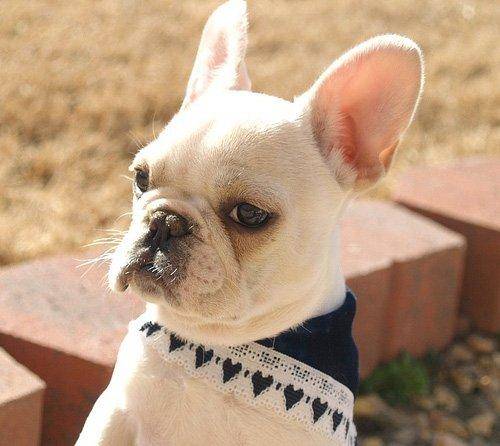 法国斗牛犬凶不凶？外表不是它的真心的话(图3)