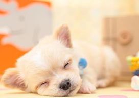 吉娃娃能活多久？平时养的好也重要(图2)