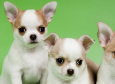 吉娃娃能活多久？平时养的好也重要(图1)