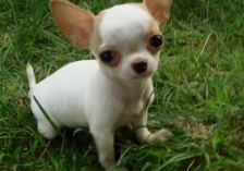 吉娃娃能活多久？平时养的好也重要(图3)