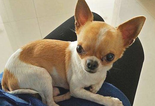 有既比较划算又好养的狗么？这四种狗浮山宗 看样子看看(图1)