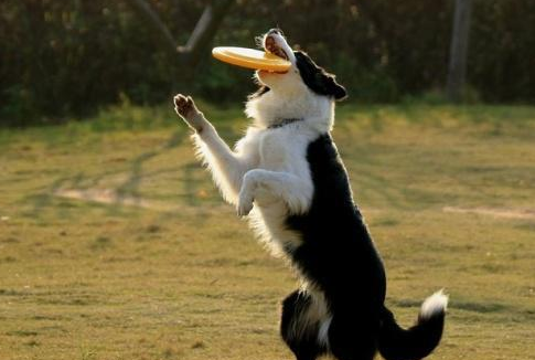 有既比较划算又好养的狗么？这四种狗浮山宗 看样子看看(图2)