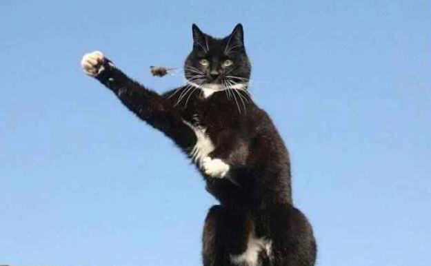早晨起来没看见了猫咪 主人往房顶上再一看愣住了：这猫成精了！(图3)