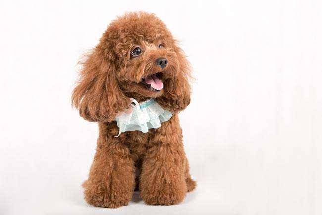 泰迪能喝牛奶吗？跟人的营养是一样的(图3)