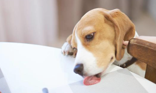 狗狗怎么样啊 全看有木有这好多个优势！(图1)