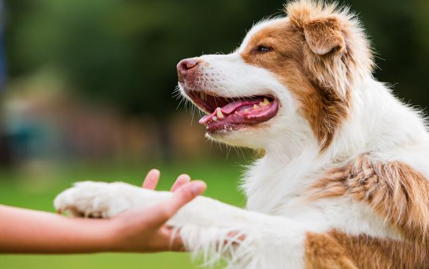 狗狗怎么样啊 全看有木有这好多个优势！(图2)
