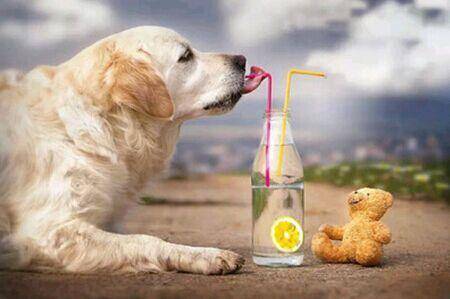 狗可以吃什么榴莲？吃榴莲会咋样(图3)