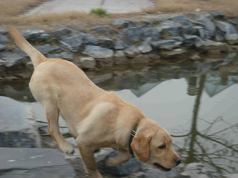 狗可以吃什么榴莲？吃榴莲会咋样(图1)