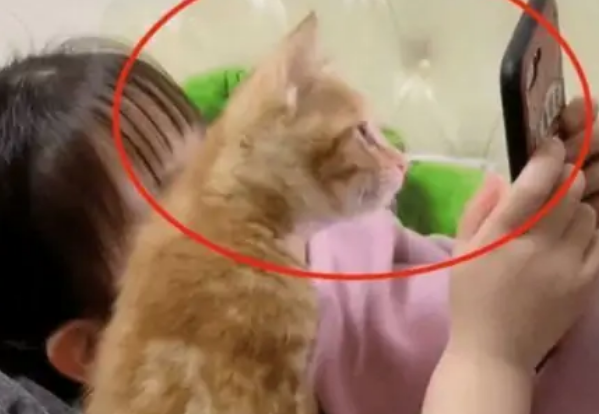 5岁女儿跟小猫在一起看手机 宝妈：下一秒钟把人给笑翻(图4)