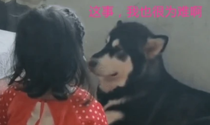 5岁女儿跟小猫在一起看手机 宝妈：下一秒钟把人给笑翻(图5)